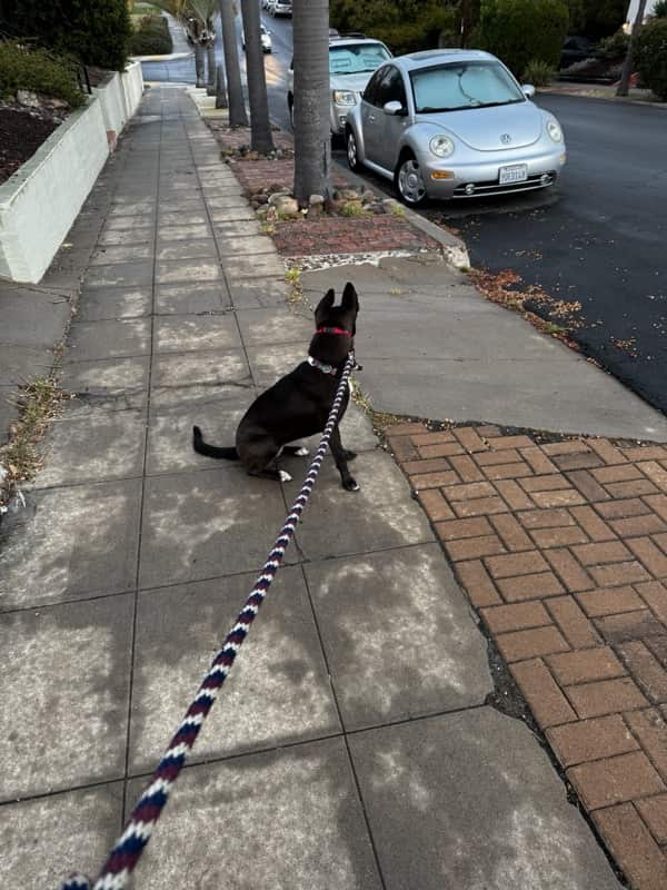 A picture of a black dog named Bowie sitting, taken on November 15 2024 at 6:27 am